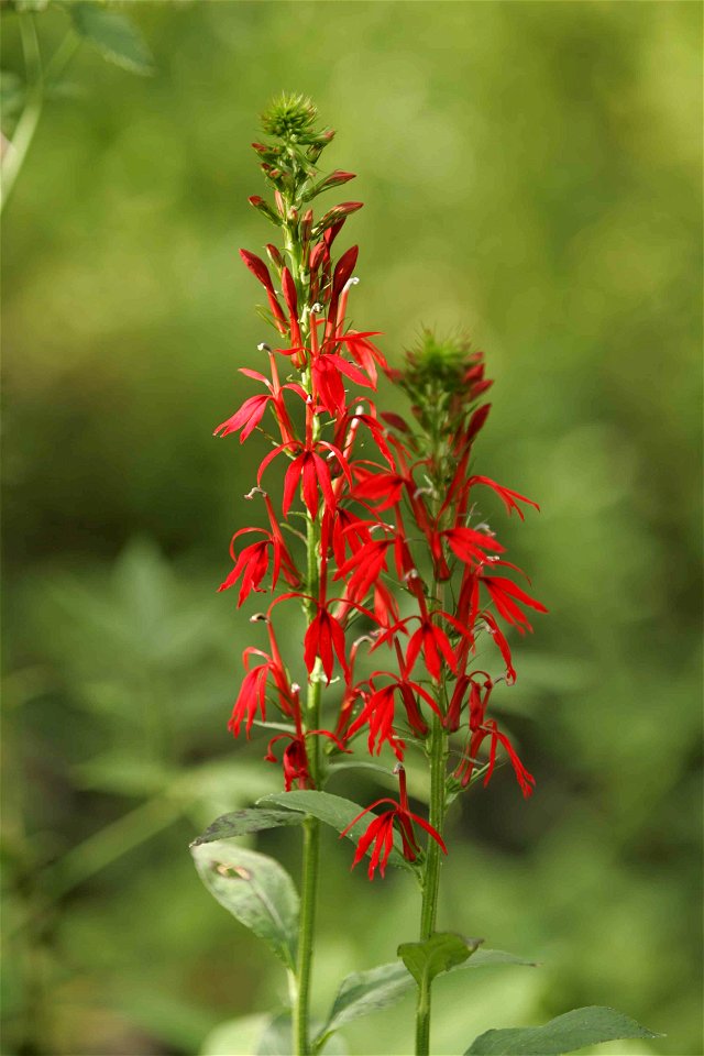 Image title: Cardinal flower flowering plant
Image from Public domain images website, http://www.public-domain-image.com/full-image/flora-plants-public-domain-images-pictures/flowers-public-domain-ima