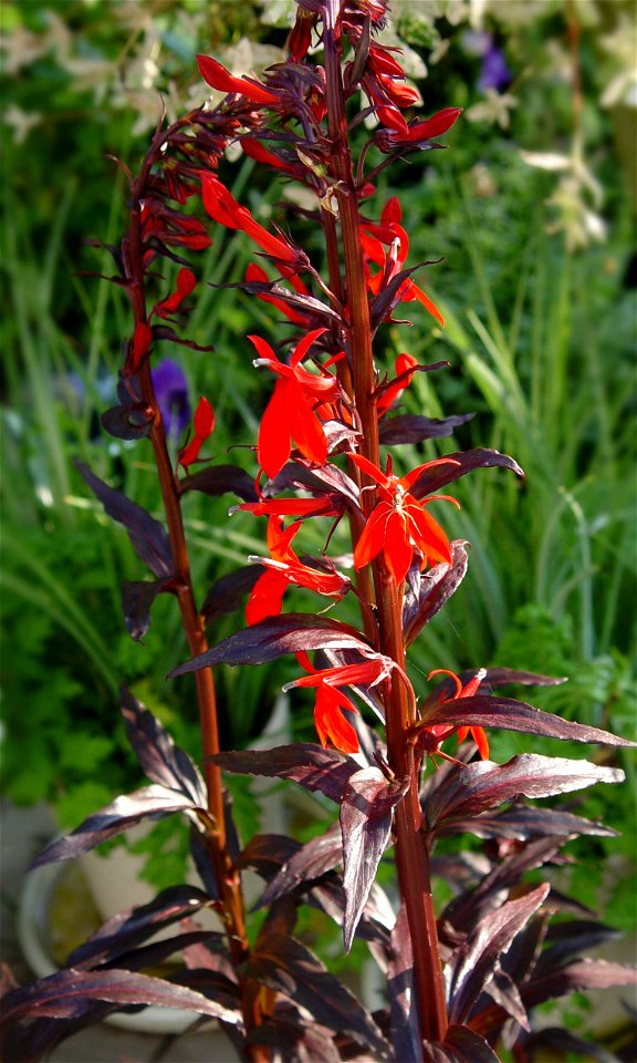Lobelia fulgens 'Queen Victoria'. This photo has been taken in Belgium.