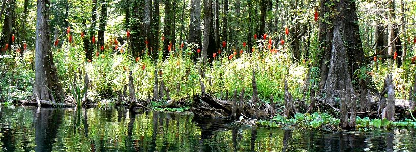 Cardinal flower (Lobelia cardinalis) on bank of Ichetucknee River, in Ichetucknee Springs State Park, Columbia Co., Florida USA
