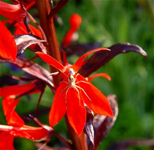 Lobelia fulgens 'Queen Victoria'. This photo has been taken in Belgium.