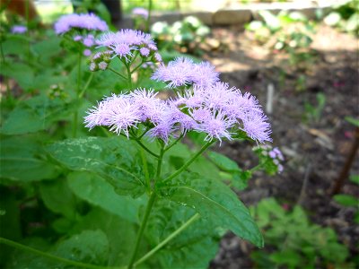 Flowers of Conoclinium coelestinum in cultivation photo