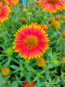 Sunflower species photo