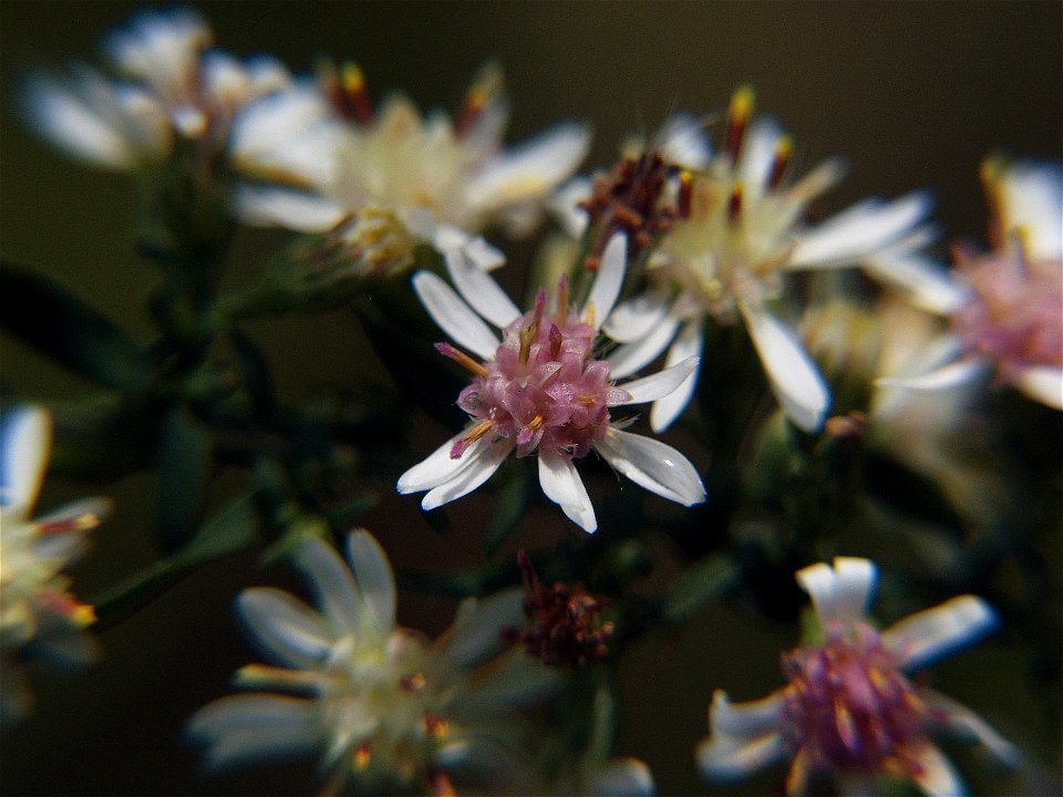 Calico Aster (Symphyotrichum lateriflorum) blooming in Pittsburgh