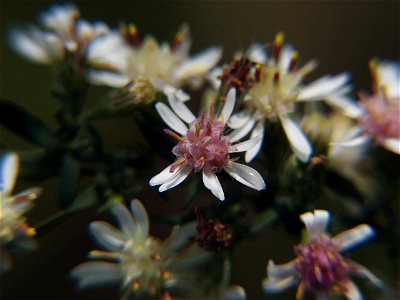 Calico Aster (Symphyotrichum lateriflorum) blooming in Pittsburgh