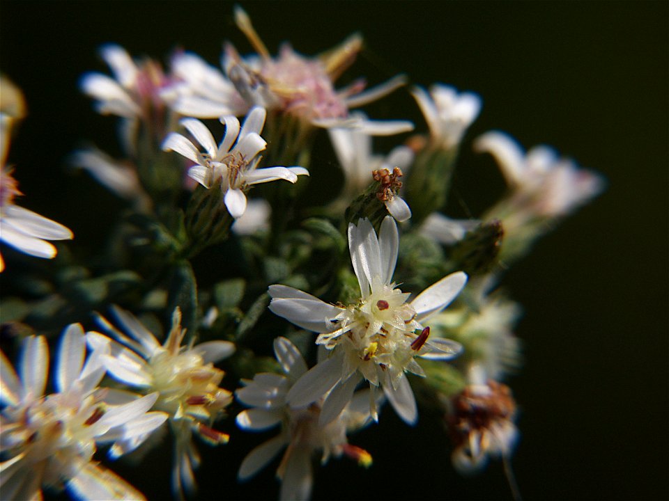 Calico Aster (Symphyotrichum lateriflorum) blooming in Pittsburgh