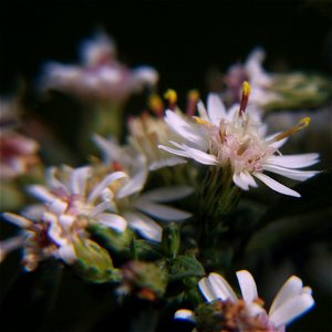 Calico Aster (Symphyotrichum lateriflorum) blooming in Pittsburgh