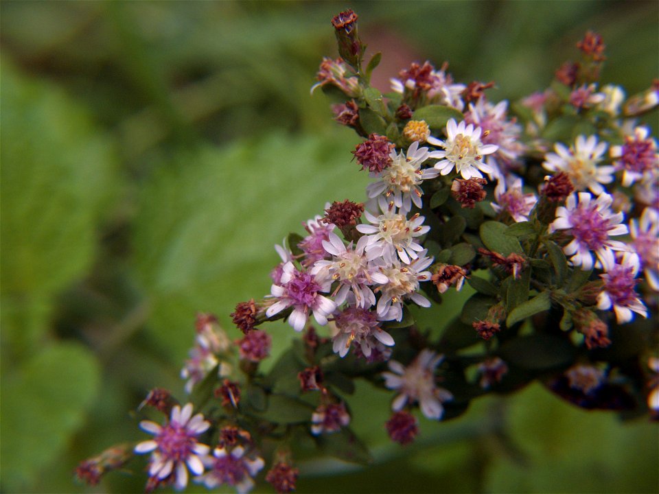 Calico Aster (Symphyotrichum lateriflorum) blooming in Pittsburgh