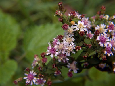 Calico Aster (Symphyotrichum lateriflorum) blooming in Pittsburgh