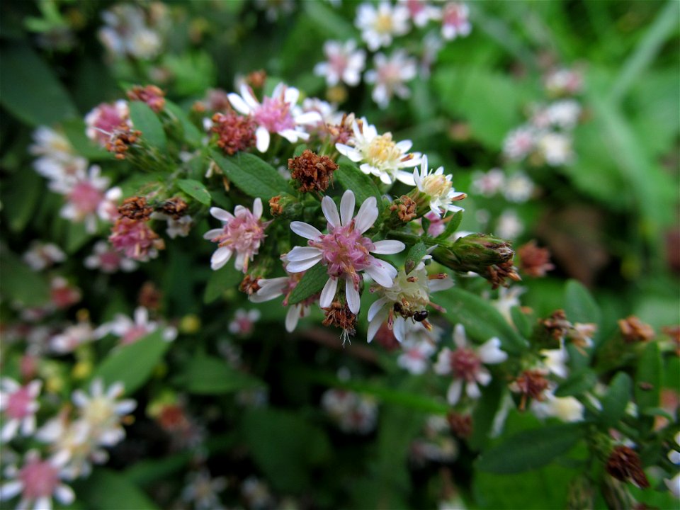 Calico Aster (Symphyotrichum lateriflorum) blooming in Pittsburgh