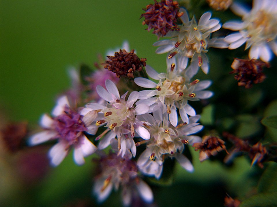 Calico Aster (Symphyotrichum lateriflorum) blooming in Pittsburgh