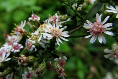 Calico Aster (Symphyotrichum lateriflorum) blooming in Pittsburgh