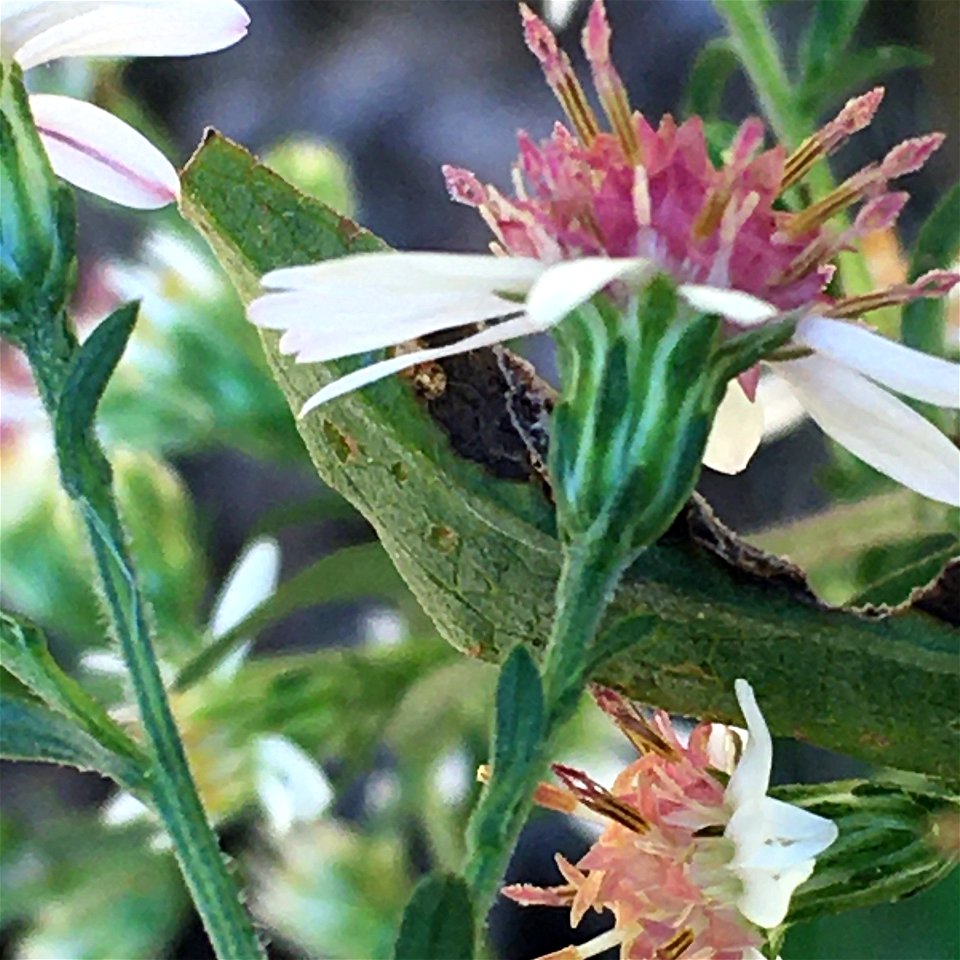 calico aster (Symphyotrichum lateriflorum)