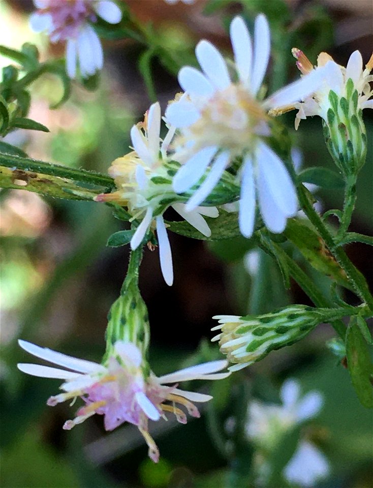 calico aster (Symphyotrichum lateriflorum)