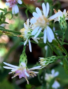 calico aster (Symphyotrichum lateriflorum)