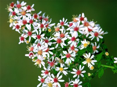 Image title: Symphyotrichum lateriflorum (calico aster) flowers Image from Public domain images website, http://www.public-domain-image.com/full-image/flora-plants-public-domain-images-pictures/flower photo