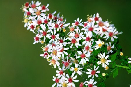 Image title: Calico aster Image from Public domain images website, http://www.public-domain-image.com/full-image/flora-plants-public-domain-images-pictures/flowers-public-domain-images-pictures/calico photo