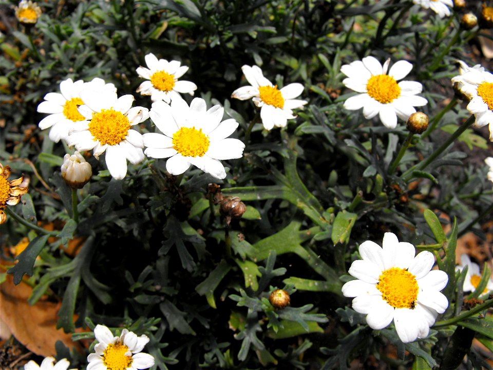 Argyranthemum frutescens at Quail Botanical Gardens in Encinitas, California, USA.