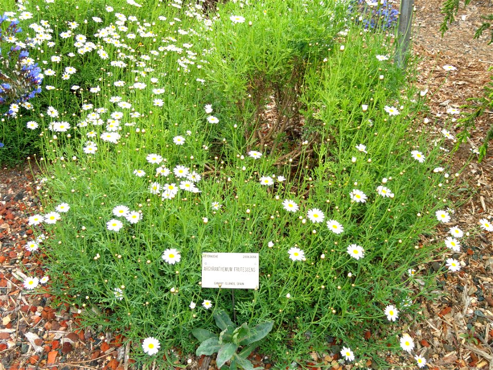 Argyranthemum frutescens specimen in the University of California Botanical Garden, Berkeley, California, USA.
