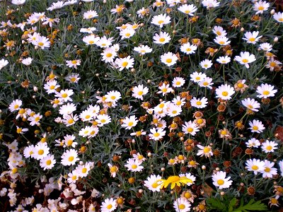 heestermargriet. Argyranthemum frutescens. chrysanthemum frutescen. photo