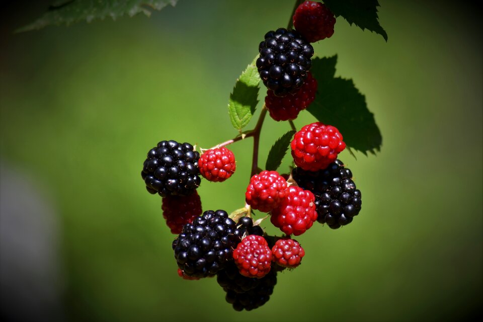 Strawberry fruit fine