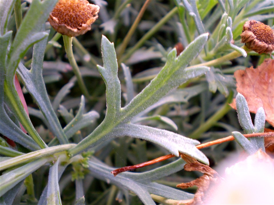 heestermargriet. Argyranthemum frutescens. chrysanthemum frutescen.