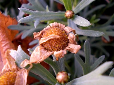 heestermargriet. Argyranthemum frutescens. chrysanthemum frutescen. photo