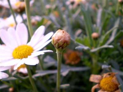 heestermargriet. Argyranthemum frutescens. chrysanthemum frutescen.