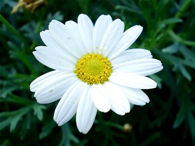 heestermargriet. Argyranthemum frutescens. chrysanthemum frutescen.