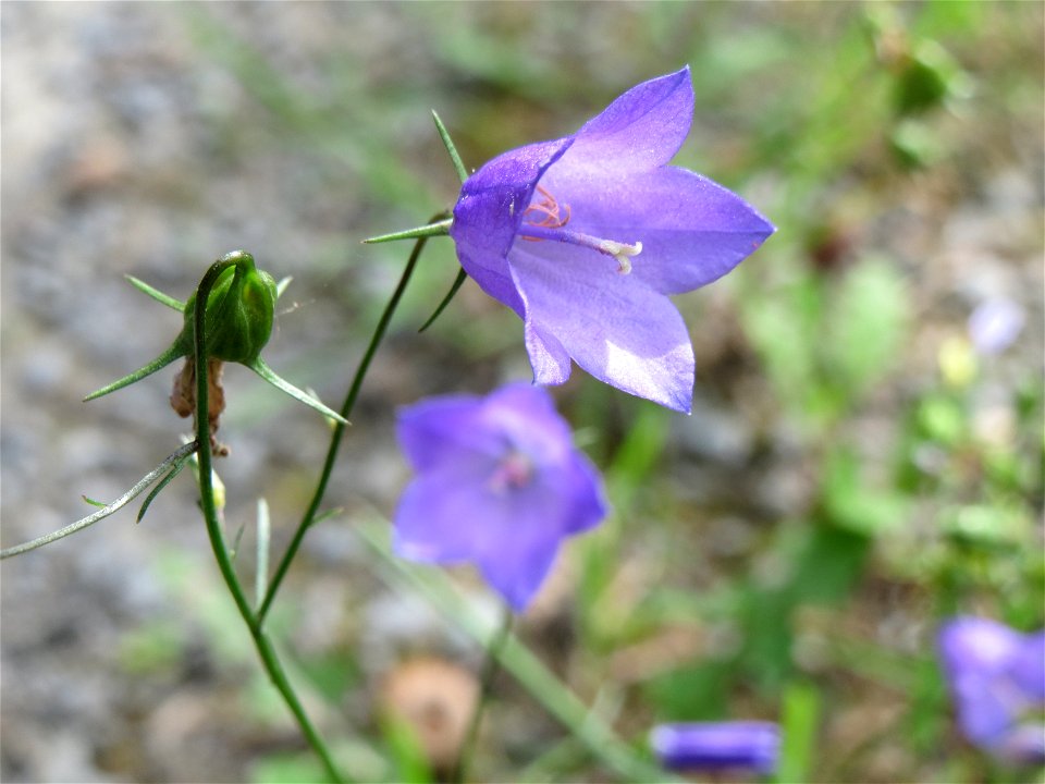 Rundblättrige Glockenblume (Campanula rotundifolia) im Schwetzinger Hardt