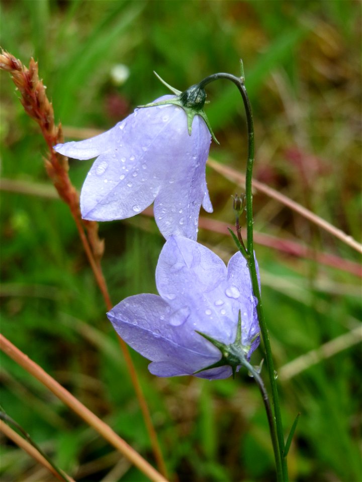 Rundblättrige Glockenblume (Campanula rotundifolia) im Naturschutzgebiet Birzberg