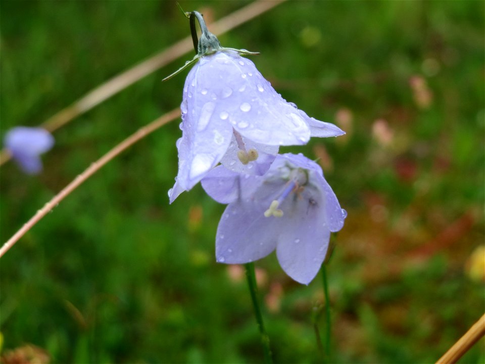 Rundblättrige Glockenblume (Campanula rotundifolia) im Naturschutzgebiet Birzberg