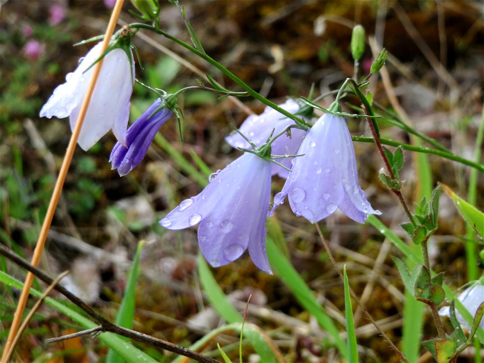 Rundblättrige Glockenblume (Campanula rotundifolia) im Naturschutzgebiet Birzberg