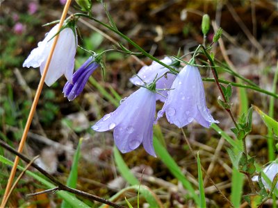 Rundblättrige Glockenblume (Campanula rotundifolia) im Naturschutzgebiet Birzberg photo