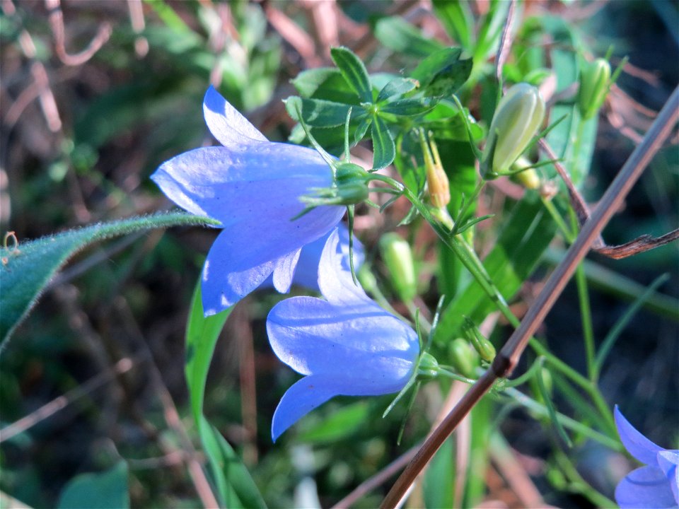 Rundblättrige Glockenblume (Campanula rotundifolia) im Schwetzinger Hardt