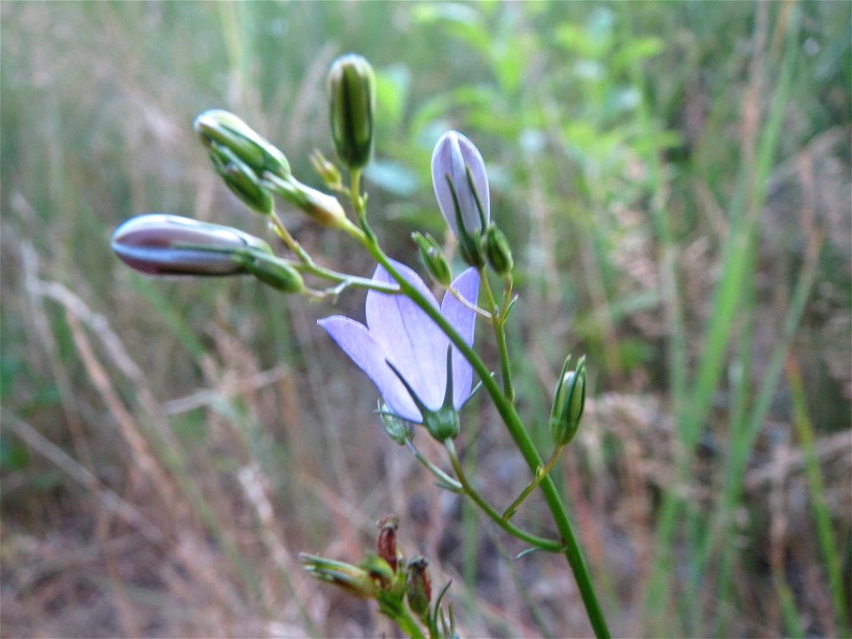 Rundblättrige Glockenblume (Campanula rotundifolia) im Schwetzinger Hardt