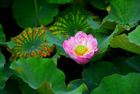 Lotus flower plant photo