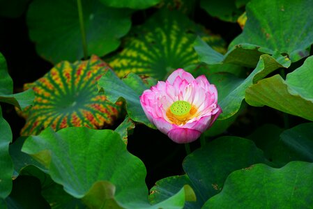 Lotus flower plant