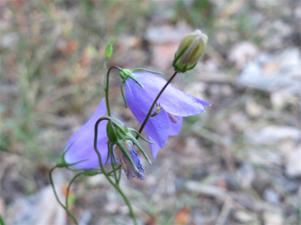 Rundblättrige Glockenblume (Campanula rotundifolia) im Schwetzinger Hardt
