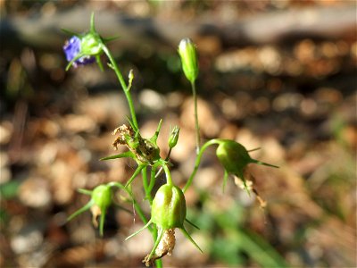 Rundblättrige Glockenblume (Campanula rotundifolia) im Schwetzinger Hardt
