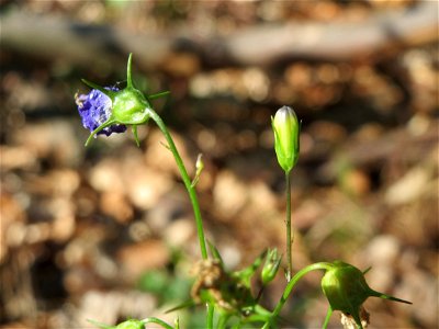 Rundblättrige Glockenblume (Campanula rotundifolia) im Schwetzinger Hardt