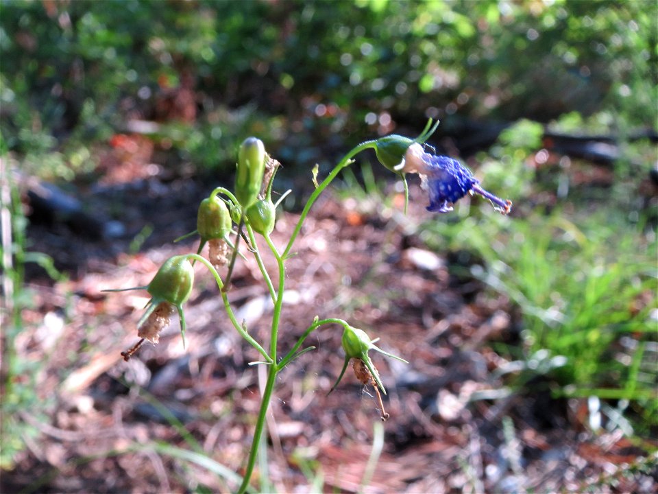 Rundblättrige Glockenblume (Campanula rotundifolia) im Schwetzinger Hardt