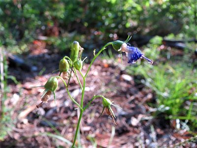 Rundblättrige Glockenblume (Campanula rotundifolia) im Schwetzinger Hardt