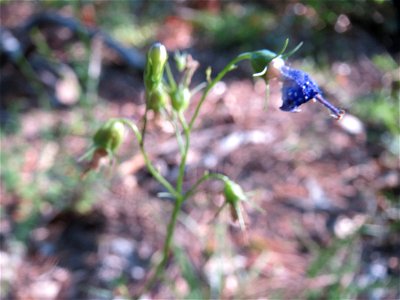 Rundblättrige Glockenblume (Campanula rotundifolia) im Schwetzinger Hardt