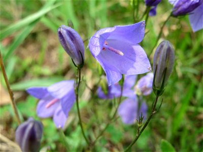 Rundblättrige Glockenblume (Campanula rotundifolia) bei Schalkenmehren photo