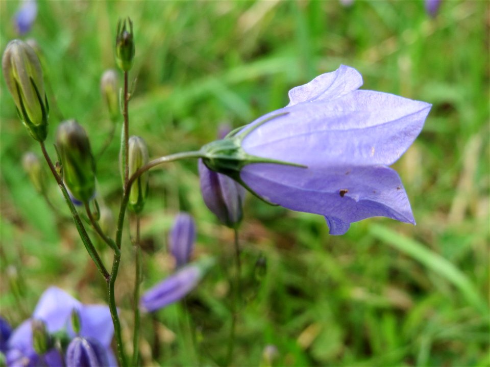 Rundblättrige Glockenblume (Campanula rotundifolia) bei Schalkenmehren