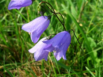 Rundblättrige Glockenblume (Campanula rotundifolia) bei Schalkenmehren