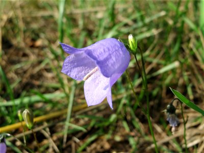 Rundblättrige Glockenblume (Campanula rotundifolia) bei Schalkenmehren