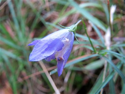 Rundblättrige Glockenblume (Campanula rotundifolia) im Schwetzinger Hardt