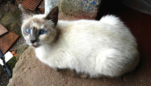 Domestic feline guatica