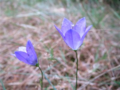 Rundblättrige Glockenblume (Campanula rotundifolia) in der Schwetzinger Hardt